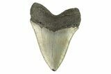 Serrated, Fossil Megalodon Tooth - North Carolina #274797-1